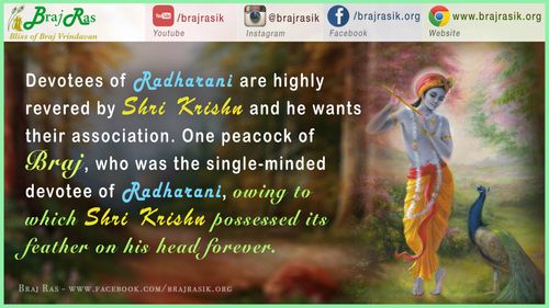 राधारानी के भक्त श्री कृष्ण द्वारा अत्यधिक माननीय हैं - ब्रज रसिक