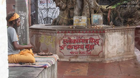 Manokamna Sidha Kadamb Tree