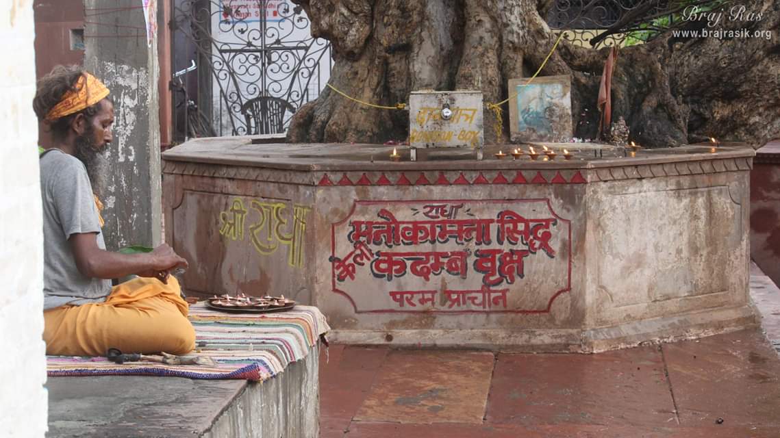 मनोकामना सिद्ध कदम्ब वृक्ष