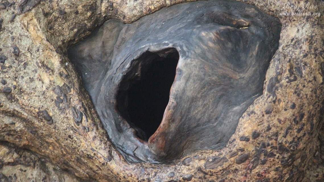 कालीय दह, वृंदावन में मनोकामना पूर्ण करने वाला वृक्ष
