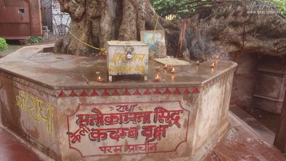 Information about the Ancient divine tree is written on platform saying "wish-fulfilling tree" in Kaliya Deh or Kaliya Ghat, Vrindavan
