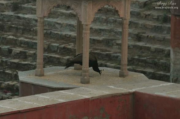 Beautiful peacocks at Peeli Pokhar, Barsana