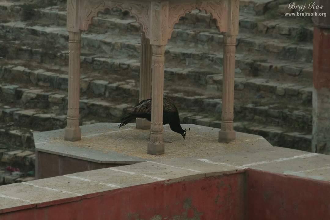 Beautiful peacocks at Peeli Pokhar, Barsana