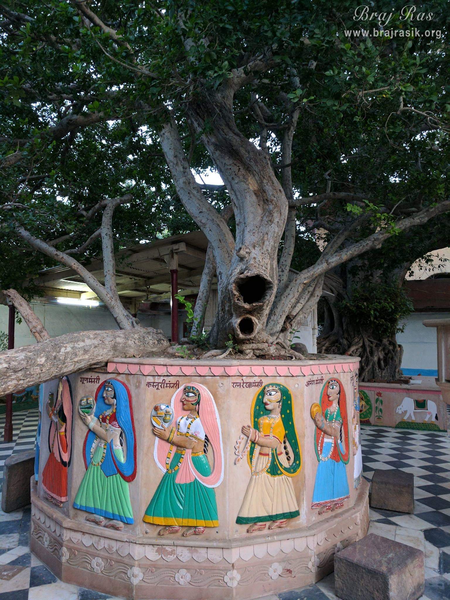 This is the Banyan tree under which Shri Krishna plays his flute during Maharaas Leela at Banshivat, Vrindavan