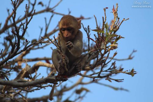 @ Monkey enjoy at tree near Banshivat Vrindavan