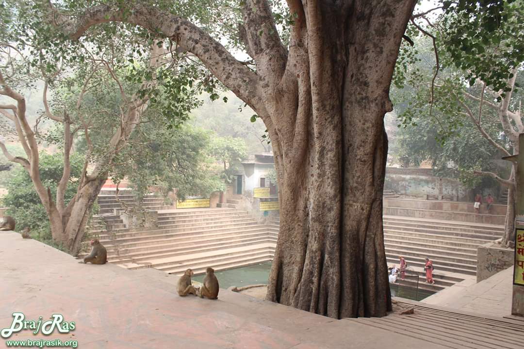 Shri Radha sarovar, Gahvarvana, Barsana parikrama. 