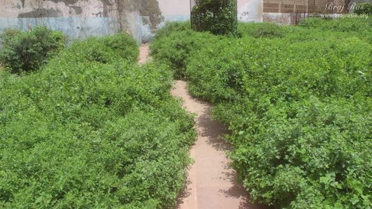 Parikrama pathway at Kishor Van, Vrindavan