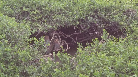 Here there is a well where Shri Hariram Vyas, Vishaka Avtar found Yugal Kishor deities at Kishor Van, Vrindavan