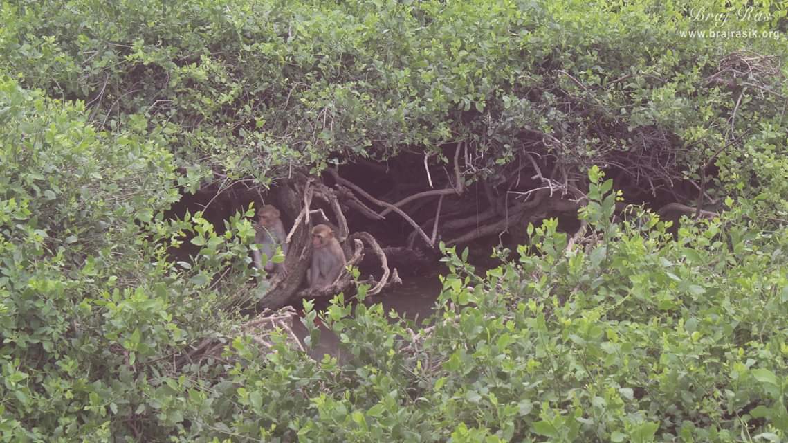 Here there is a well where Shri Hariram Vyas, Vishaka Avtar found Yugal Kishor deities at Kishor Van, Vrindavan