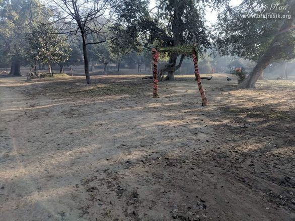 One can see a lot of peacocks in this forest.