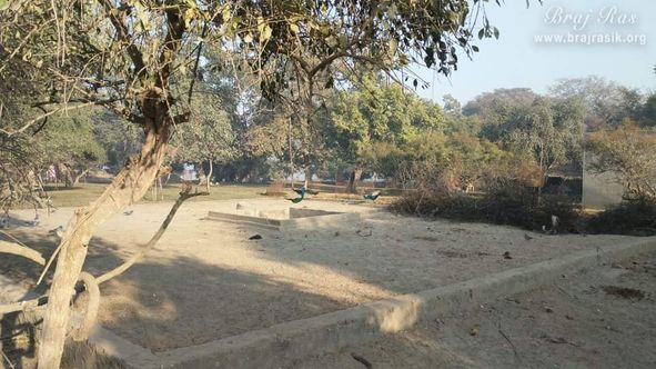 One can see a lot of peacocks in this forest at Belvan forest in Braj.
