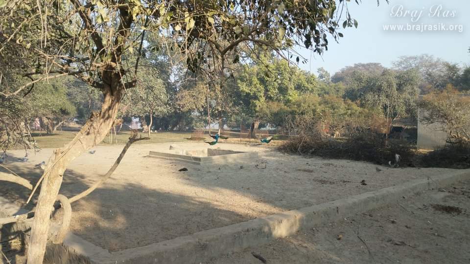 ब्रज के बेलवन में बहुत सारे मोरों को देखा जा सकता है।
