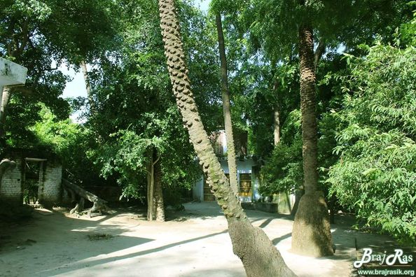 Various trees at Shri Tatiya Sthan, Vrindavan.