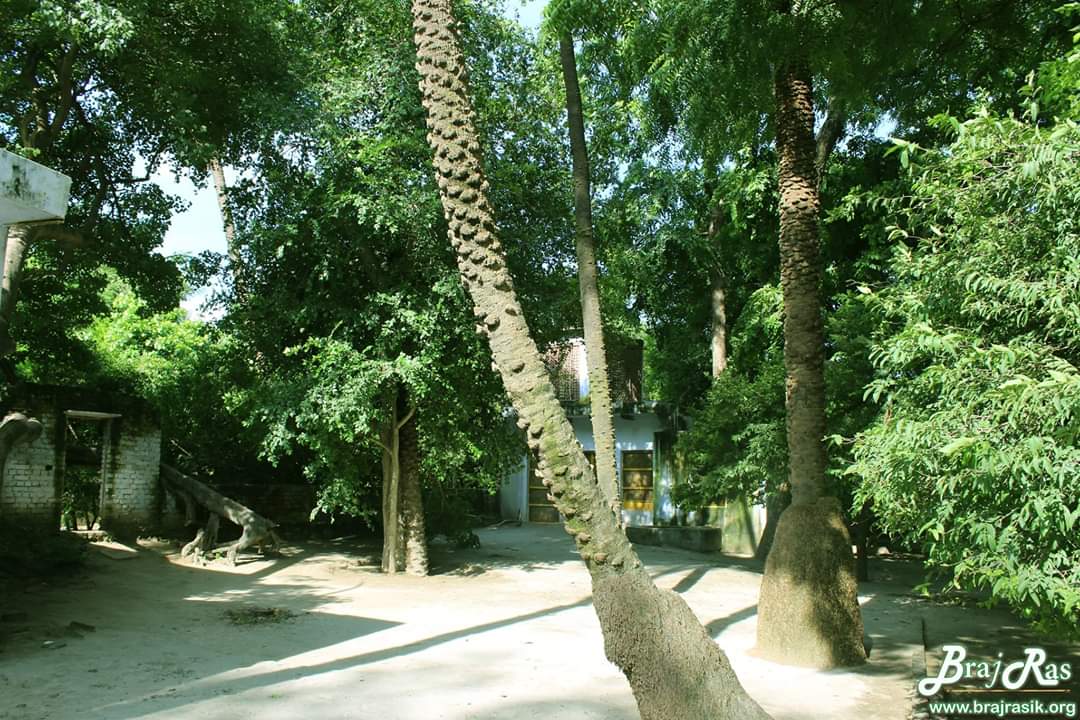 श्री टटिया स्थान, वृंदावन में विभिन्न पेड़।