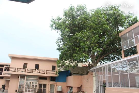 Inside view of Shyama Shyam Dham, Vrindavan.