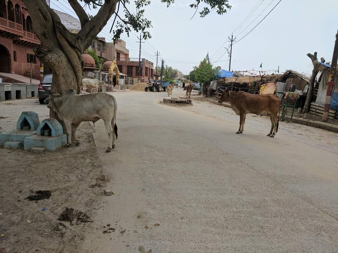 Good morning from Parikrama Marg near Imlitala, Vrindavan. Radhey Radhey. 