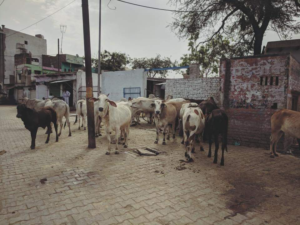 Cows near Parikrama Marg, Vrindavan