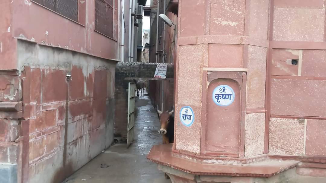 Glimpses of Kunj lane, Vrindavan in Parikrama marg.