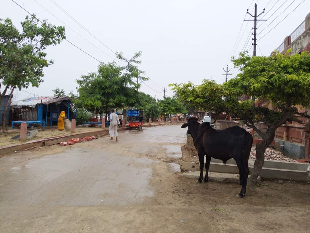 Glimpses of Rainy Vrindavan in Parikrama marg.