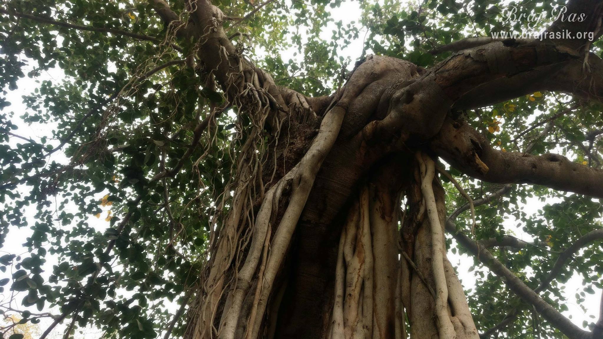 Shri Hita Harivansh Mahaprabhu performed his bhajan here and written the verses of Shri Hita Chaturasi below this 'Vata' tree. One can still have the darshan of the same 'Vata' tree.
