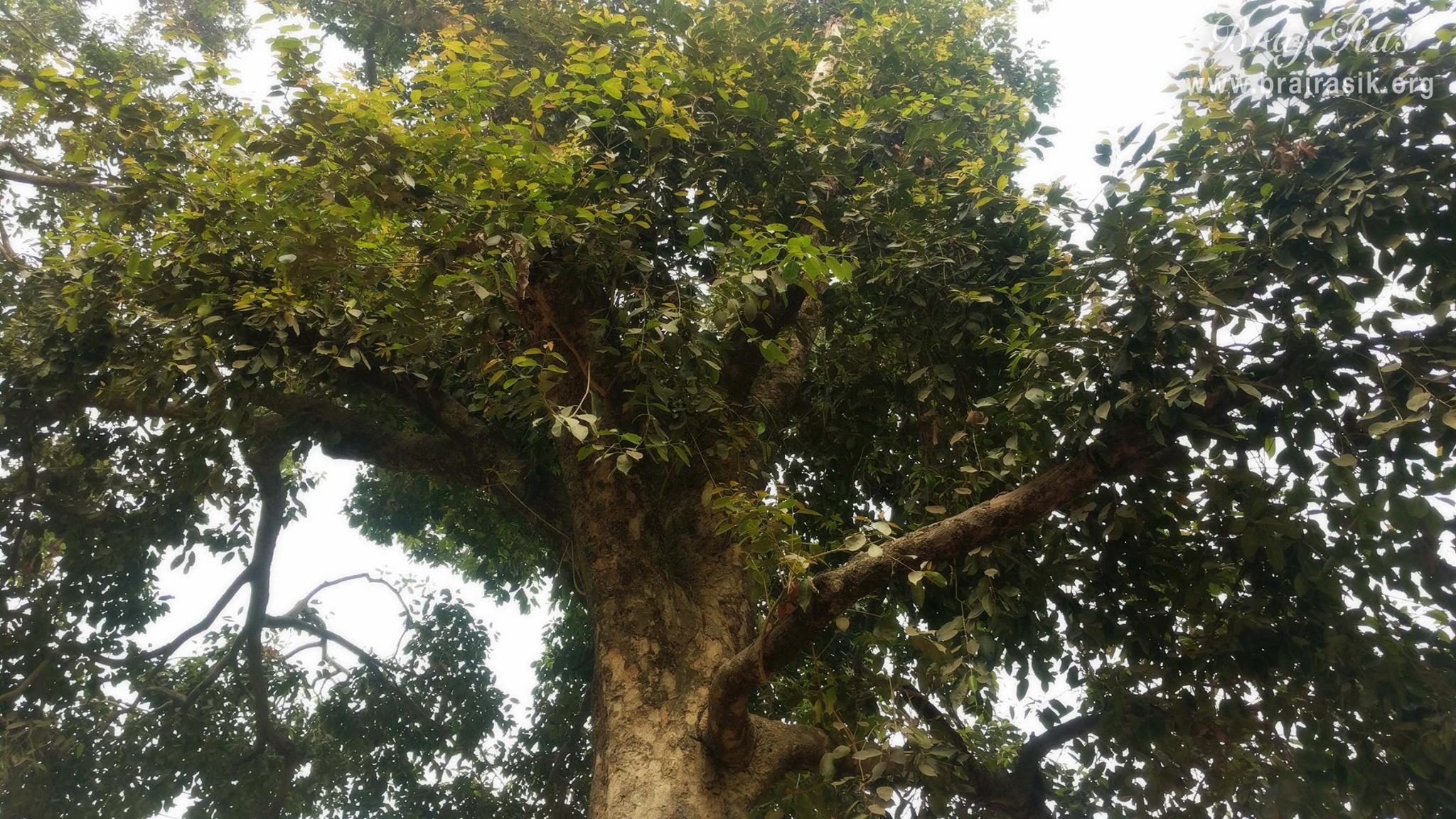 Glimpses of Lata Mandir at Madan Ter, Vrindavan where Murali Avtar Shri Hita Harivansh Mahaprabhu performed His Bhajan.