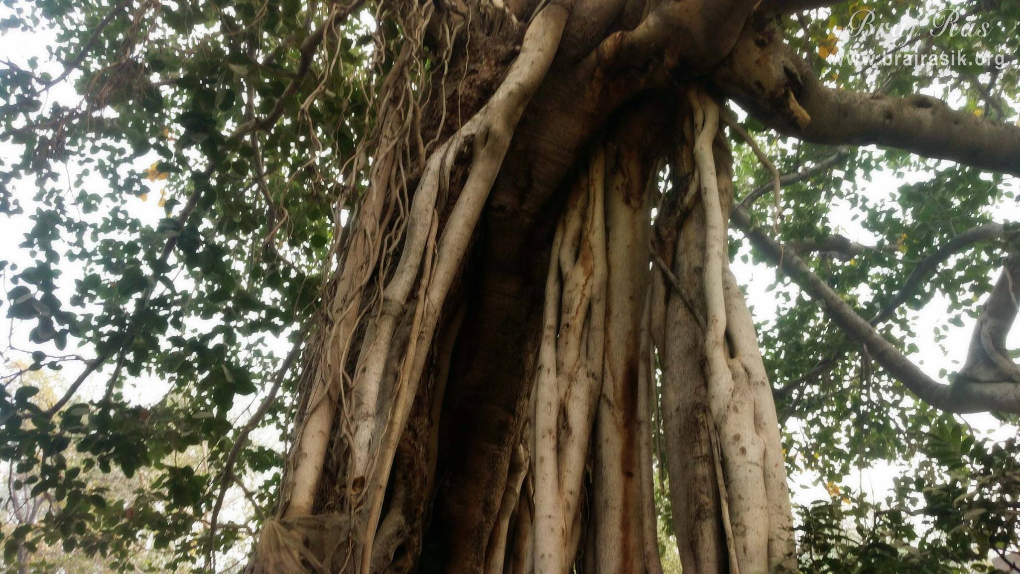 Shri Hita Harivansh Mahaprabhu performed His bhajan below this Vata Tree.