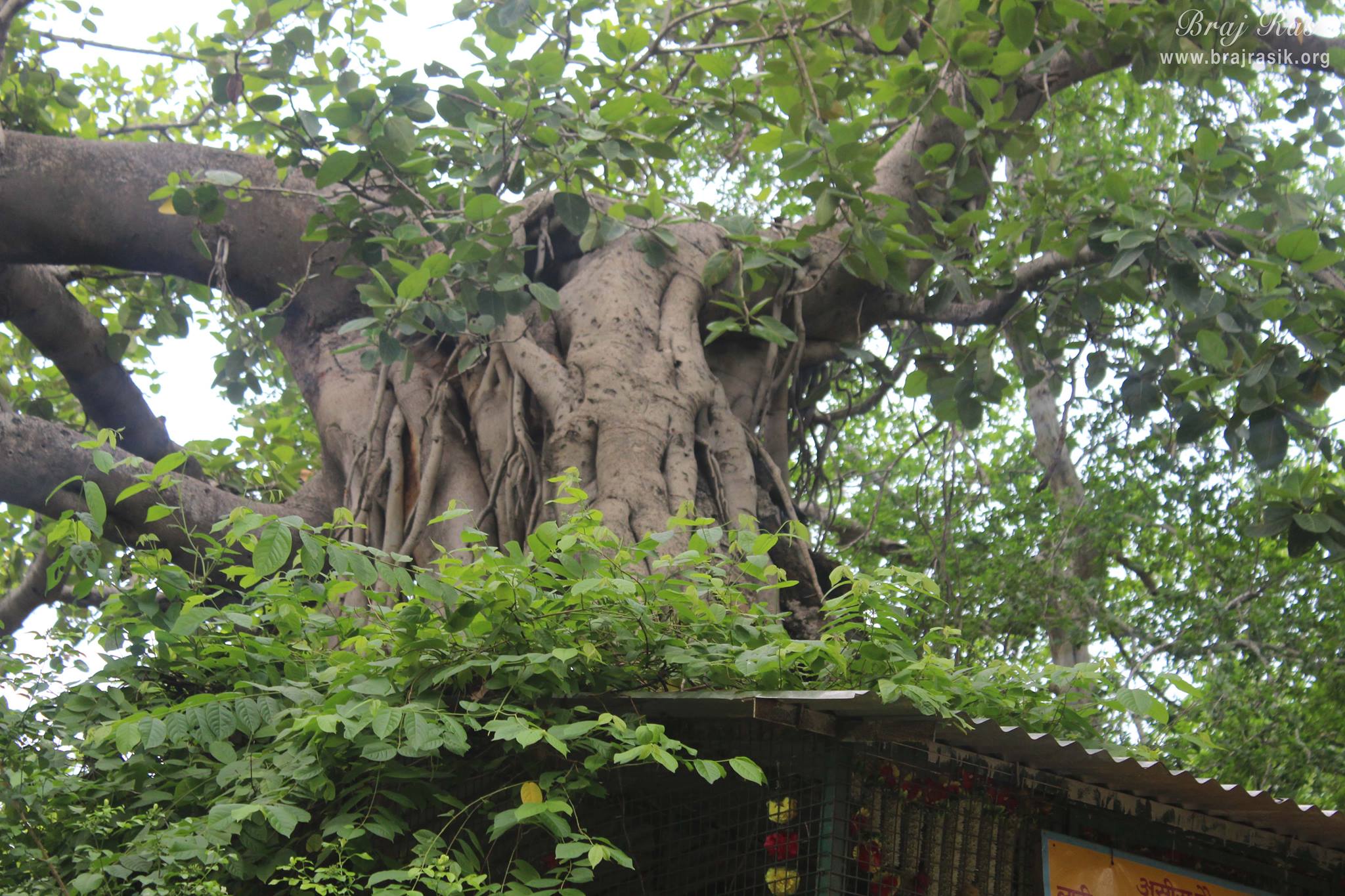 Madan Ter, Vrindavan