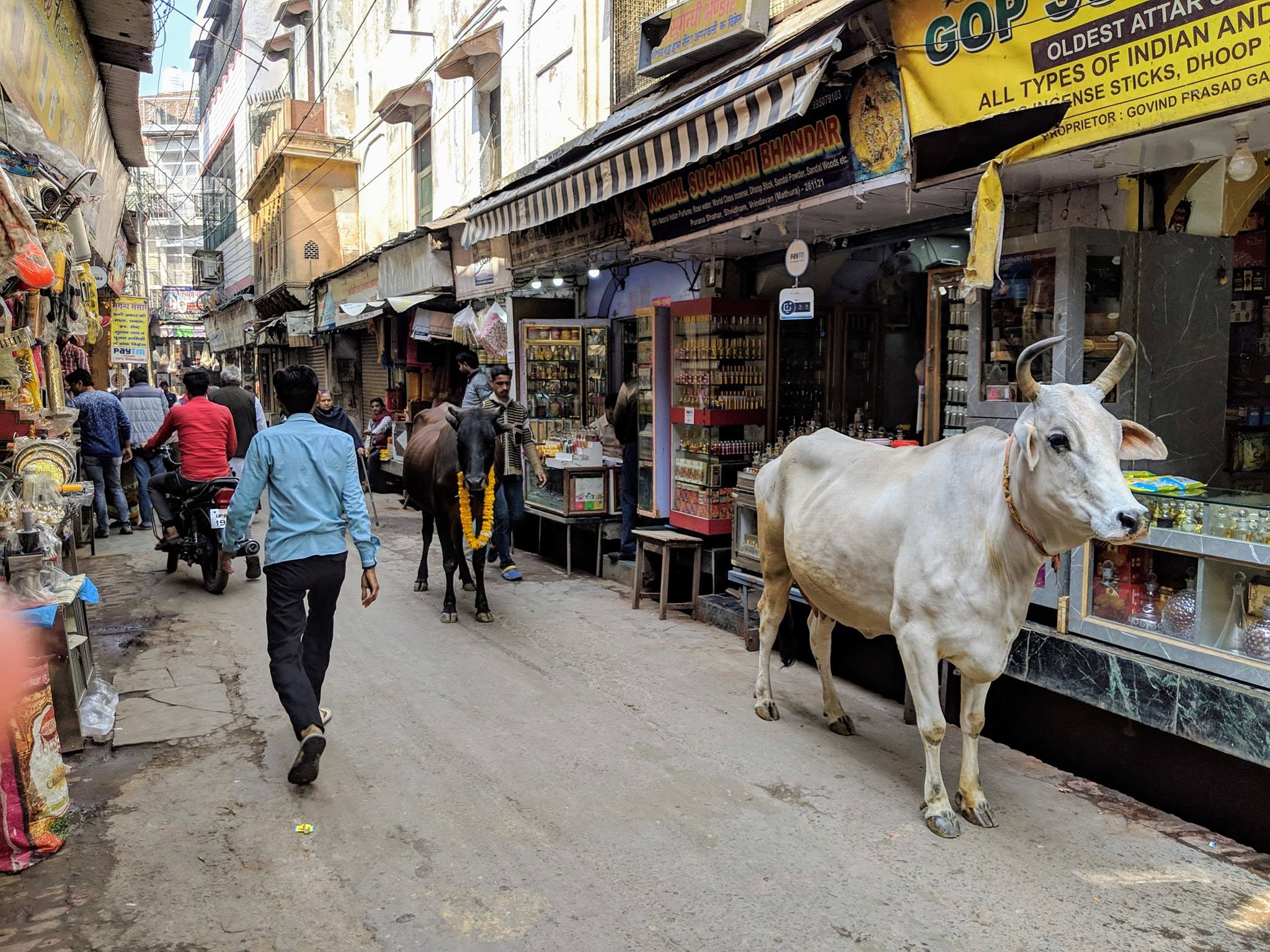 वृंदावन में कुंज गली जहाँ से बांके बिहारी मंदिर, राधावल्लभ मंदिर, रसिक बिहारी मंदिर, सेवा कुंज, निधिवन, आदि सहित विभिन्न मंदिरों के रास्ते हैं।
