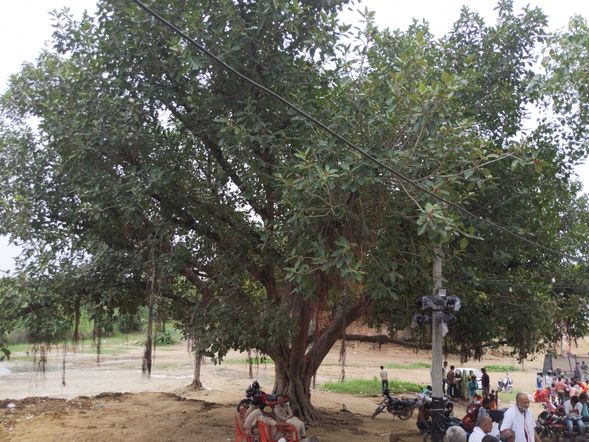 An old Banyan tree outside Radharani Temple in Raval.