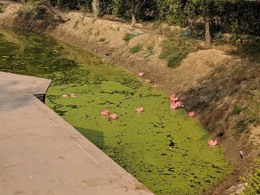 Lotus flowers in Vrinda Kund.
