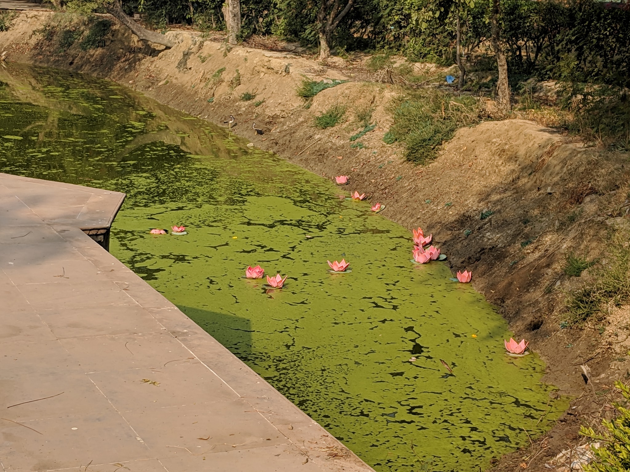 Lotus flowers in Vrinda Kund.
