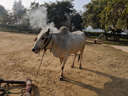 A white cow outside Vrinda Devi Temple.
