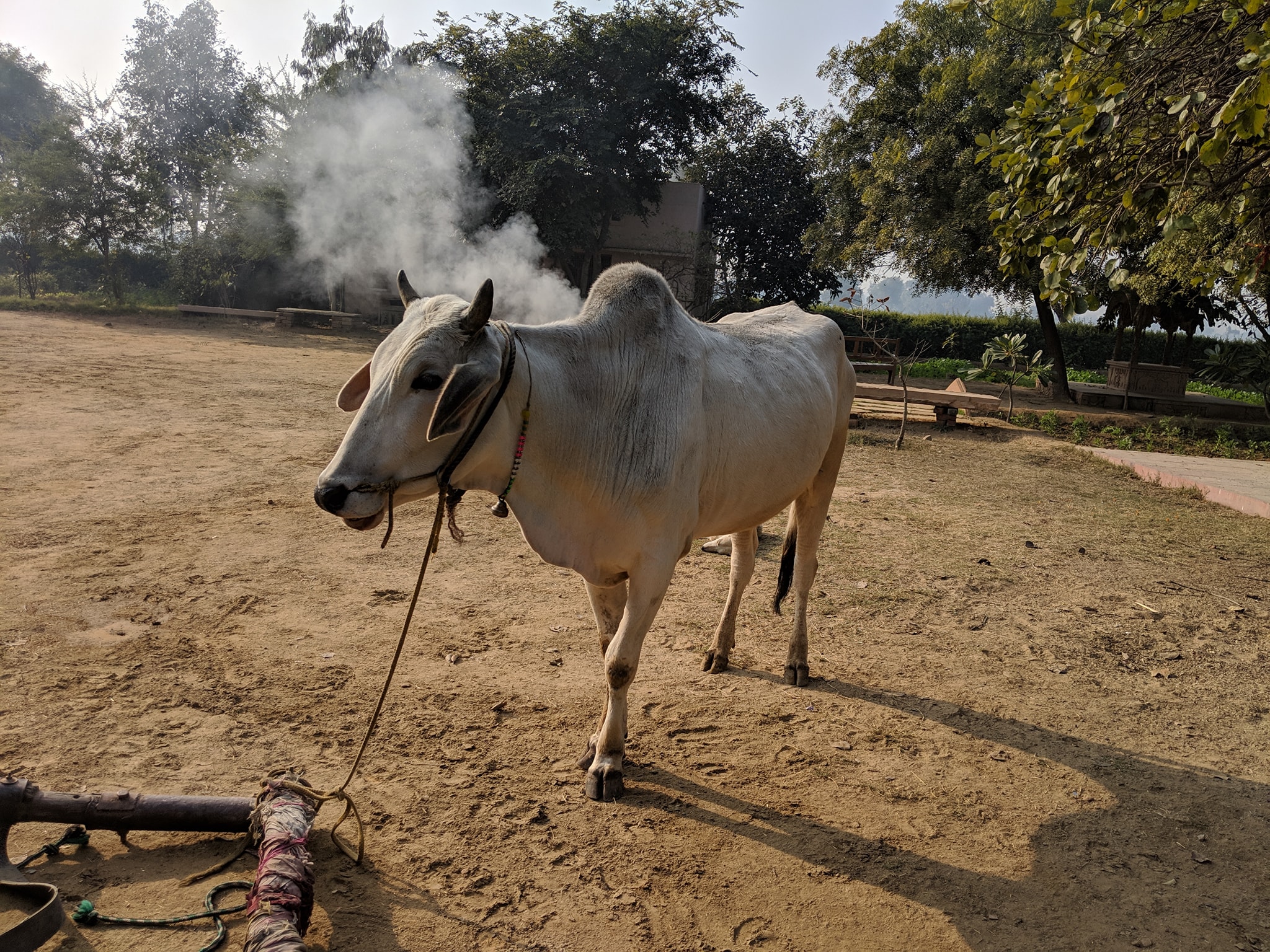 A white cow outside Vrinda Devi Temple.