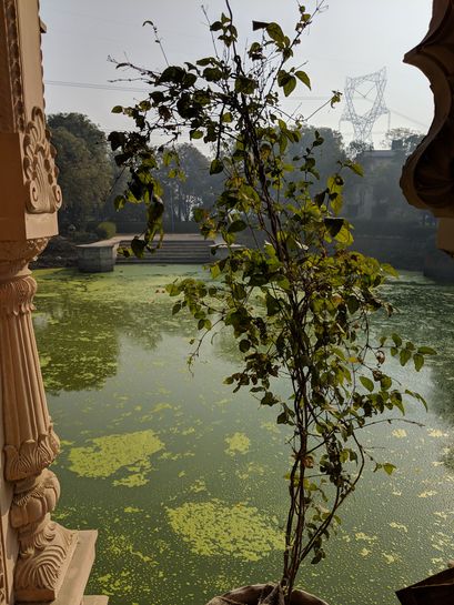 View of Vrinda Kund along with Vrinda (Tulsi) plant.
