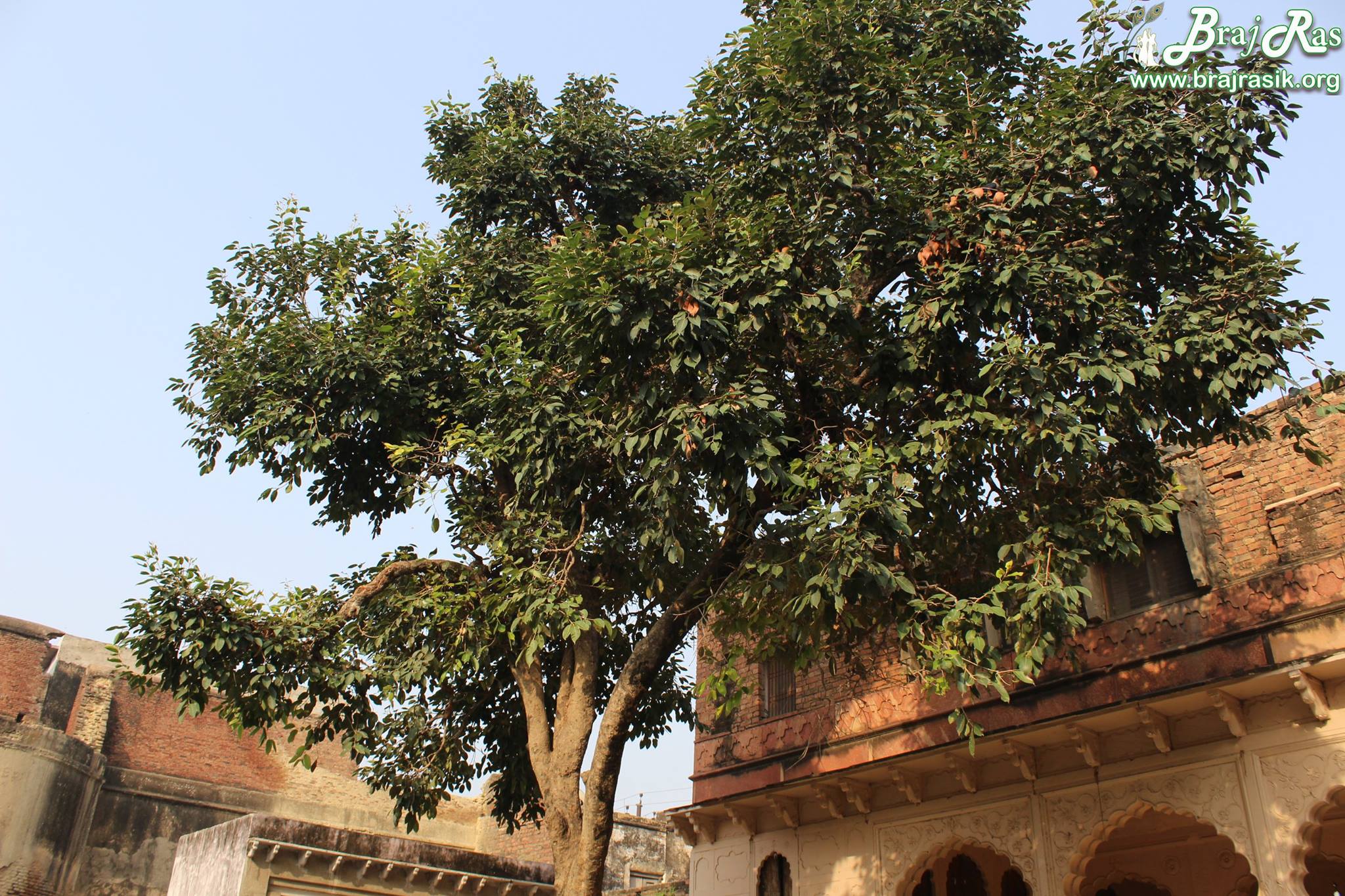 Upper view of Shringar Vat Tree.