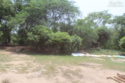 Flower Garden around Raskhan Samadhi.