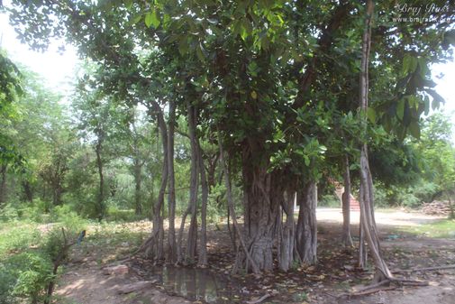 A banyan tree around Raskhan Samadhi place.