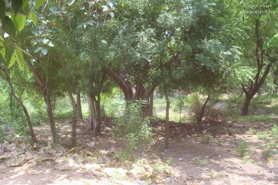 Various trees around Raskhan Samadhi place.