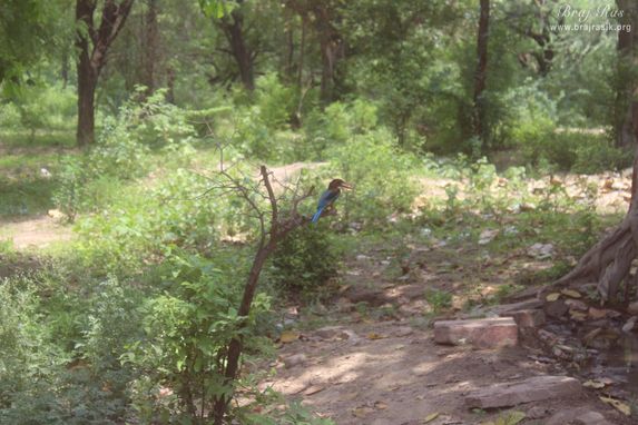 A beautiful bird on a tree near Raskhan Samadhi.