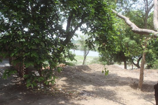 View of Greenery around Raskhan Samadhi Place.