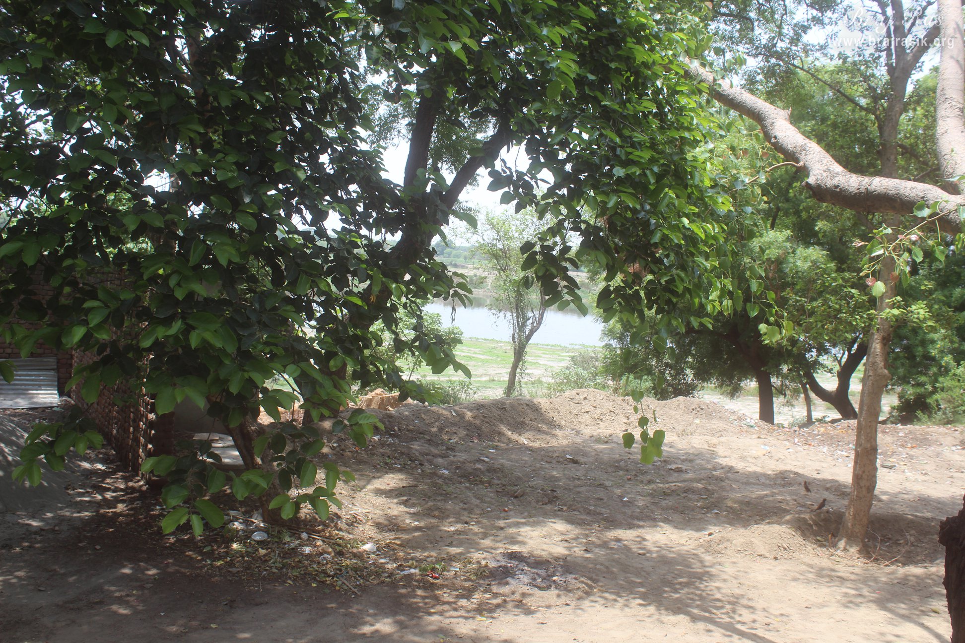 View of Greenery around Raskhan Samadhi Place.