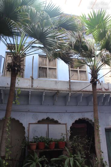 Trees inside Mirabai Temple area.
