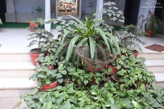 Various plants in courtyard of Mirabai Temple.
