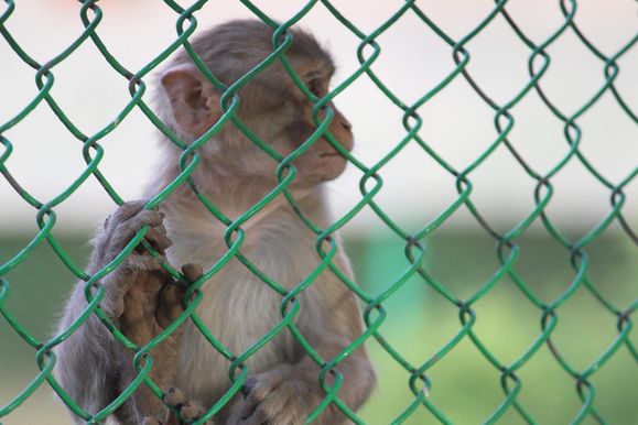 Monkey outside fence of Sewa Kunj