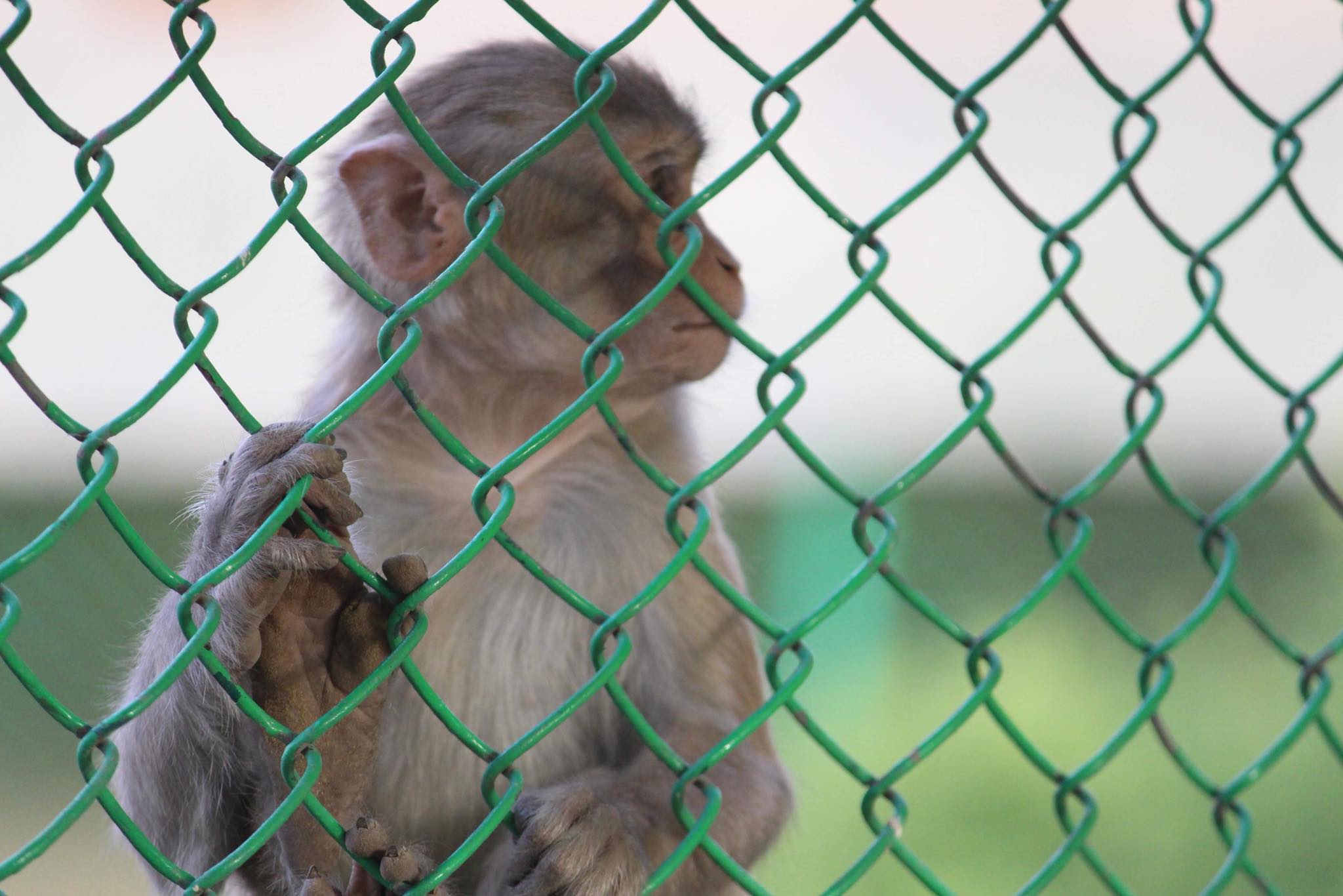 Monkey outside fence of Sewa Kunj