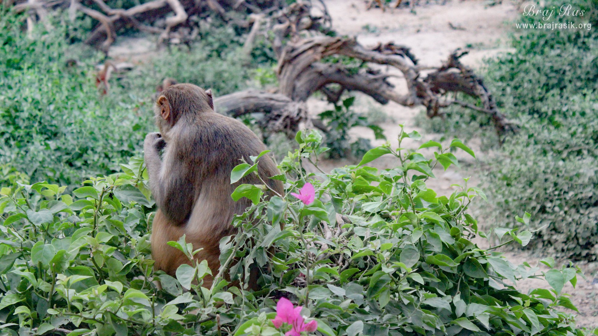 Monkey on a flower plant inside Sewa Kunj