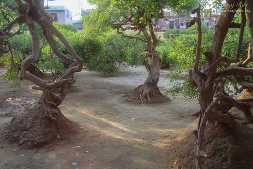 View of Creepers who are Sakhis of Shri Radharani in Nidhivan