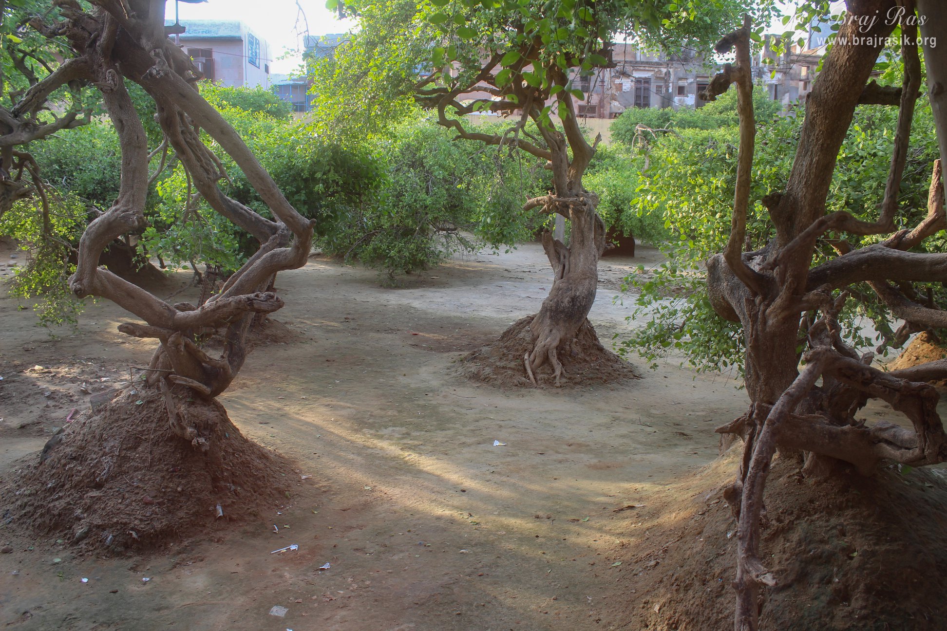 View of Creepers who are Sakhis of Shri Radharani in Nidhivan