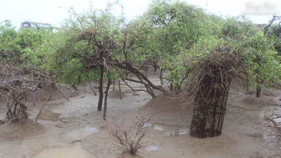 View of creepers in rainy days in Nidhivan
