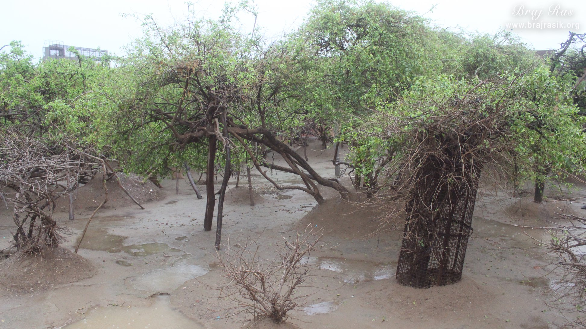 View of creepers in rainy days in Nidhivan
